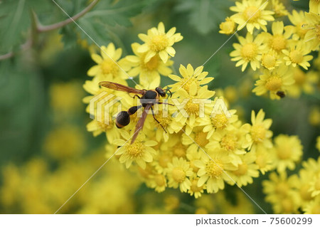 Wasp sucking nectar from Awakoganegiku 75600299
