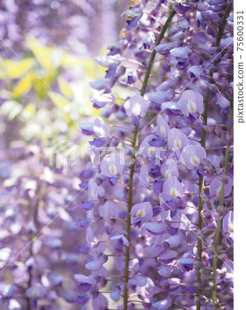 甜香的紫藤花 75600331