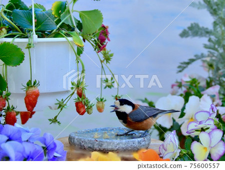 Varied tit playing on the balcony Varied tit playing on the balcony 75600557