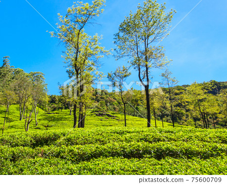 Nuwara Eliya tea plantation 75600709