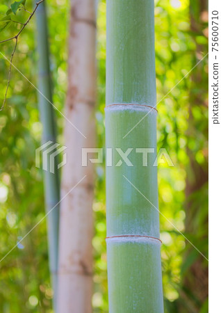 Bamboo bamboo bush Bamboo bamboo bush 75600710