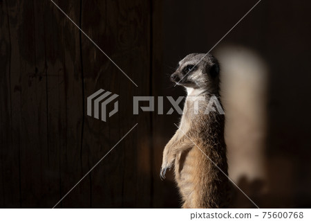 meerkat meerkat 75600768