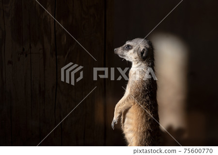 meerkat meerkat 75600770