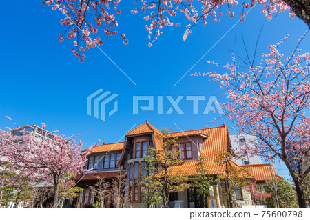 Okanzakura Blooming,文化之路雙葉博物館<愛知縣名古屋市> Okanzakura Blooming,文化之路雙葉博物館<愛知縣名古屋市> 75600798