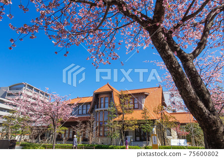 Okanzakura Blooming, Cultural Path Futaba Museum <Nagoya City, Aichi Prefecture> 75600802