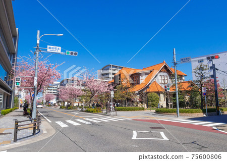 Okanzakura Blooming, Cultural Path Futaba Museum <Nagoya City, Aichi Prefecture> Okanzakura Blooming, Cultural Path Futaba Museum <Nagoya City, Aichi Prefecture> 75600806
