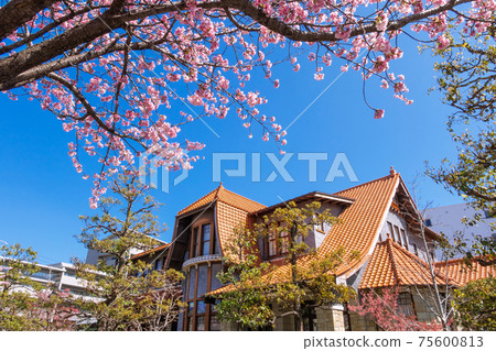 Okanzakura Blooming, Cultural Path Futaba Museum <Nagoya City, Aichi Prefecture> Okanzakura Blooming, Cultural Path Futaba Museum <Nagoya City, Aichi Prefecture> 75600813