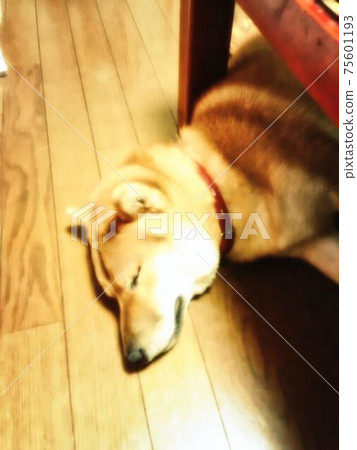 Pet dog sleeping comfortably 75601193