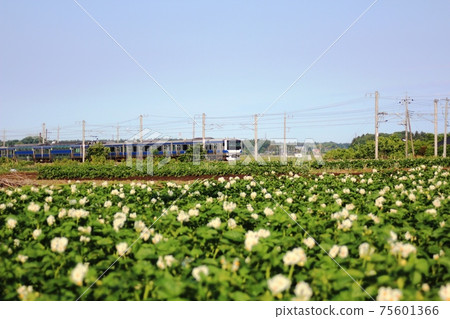 Under the blue sky, a flowering potato field and a train between Tomobe Uchihara Under the blue sky, a flowering potato field and a train between Tomobe Uchihara 75601366