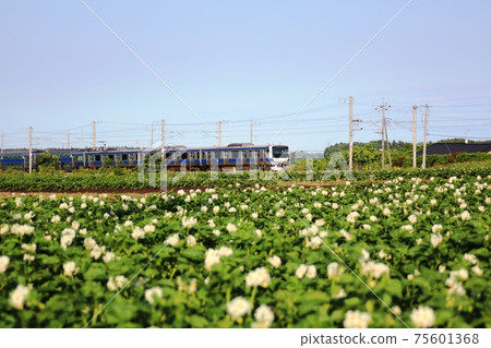 Under the blue sky, a flowering potato field and a train between Tomobe Uchihara Under the blue sky, a flowering potato field and a train between Tomobe Uchihara 75601368