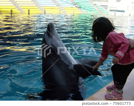一個女孩在水族館與海豚握手 75601773