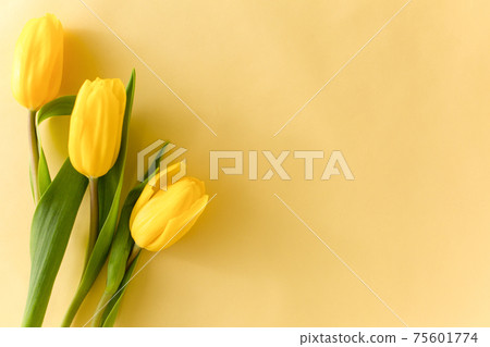 黃色鬱金香花 75601774