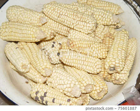 Corn (Phonsavan / Laos) Corn (Phonsavan / Laos) 75601887