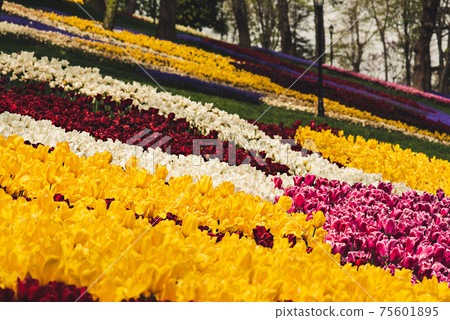 Colorful Tulips At Emirgan Park, Istanbul Colorful Tulips At Emirgan Park, Istanbul 75601895