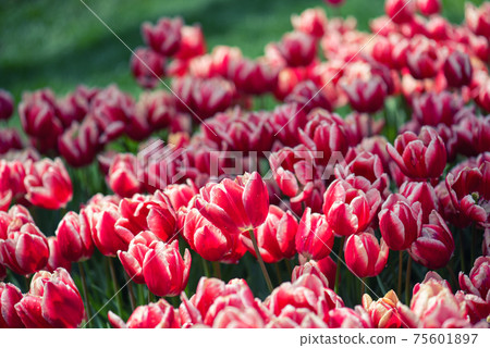 Red tulip flowers Red tulip flowers 75601897