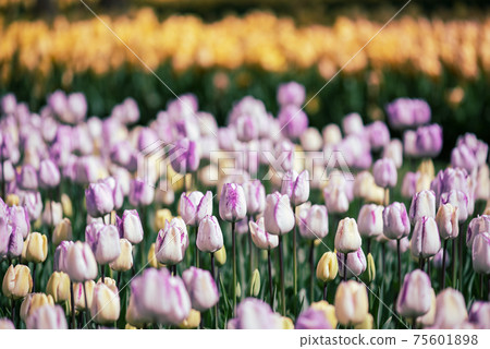 Multicolored tulip flowers Multicolored tulip flowers 75601898