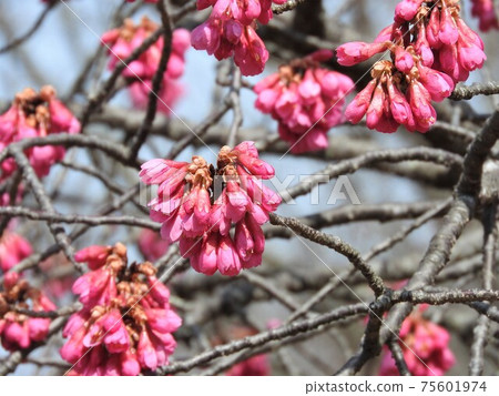 Kanhizakura盛開 Kanhizakura盛開 75601974