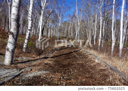Sunny birch forest and promenade Sunny birch forest and promenade 75602025