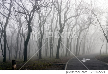 Foggy morning in forest. Foggy morning in forest. 75602221