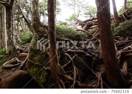 A tree with abundant vitality that grows on the rock A tree with abundant vitality that grows on the rock 75602319
