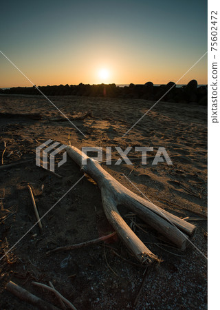 Driftwood on the beach illuminated by the rising sun Driftwood on the beach illuminated by the rising sun 75602472