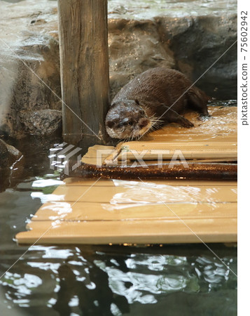 Otter Otter 75602942