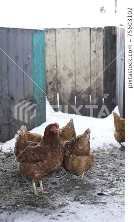 Chickens in winter. Hens - layers in the winter in the yard. 75603102