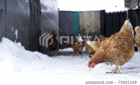 Chicken on the background of winter. Chicken on the farm in winter. Domestic chicken walking and eating on the snow farm in the winter 75603109