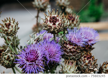 Spring and summer flowers for modern bouquet in design studio, modern business and startup during covid-19 Spring and summer flowers for modern bouquet in design studio, modern business and startup during covid-19 75603245
