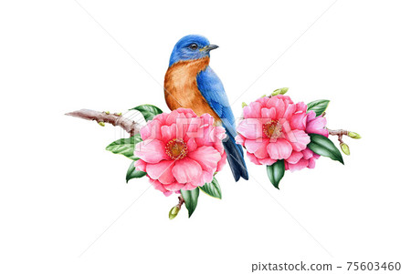 Bluebird and pink camellia flower. Garden bird watercolor illustration. Eastern sialia bird with tender camellia spring flowers and green leaves. Realistic floral spring image on the white background Bluebird and pink camellia flower. Garden bird watercolor illustration. Eastern sialia bird with tender camellia spring flowers and green leaves. Realistic floral spring image on the white background 75603460