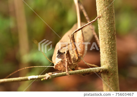 brown grasshopper hanging on tree in garden 75603467