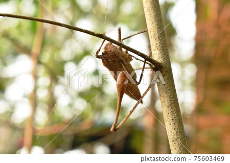 brown grasshopper hanging on tree in garden 75603469