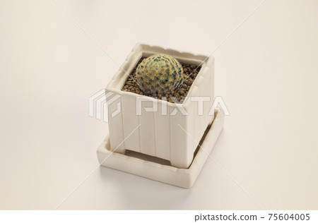 mammillaria schiedeana cactus pots mammillaria schiedeana cactus pots 75604005