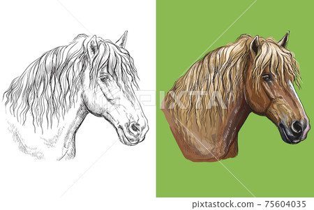 Vector illustration portrait of draft horse Vector illustration portrait of draft horse 75604035