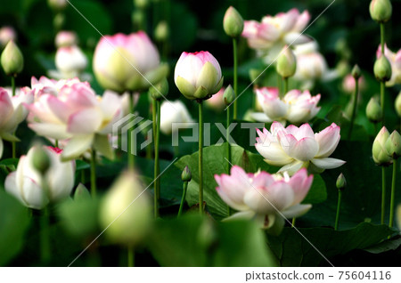 Lotus flowers seen in the countryside 75604116