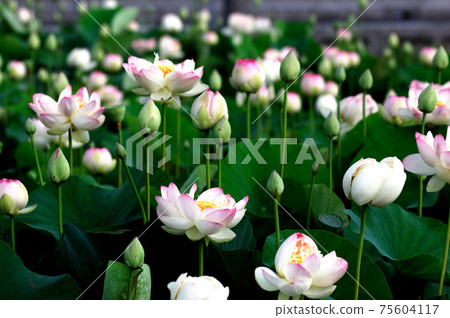 在農村看到的蓮花 在農村看到的蓮花 75604117