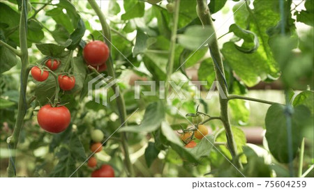 Moving around fresh ripe tomatoes on the vine with a low sun shinning behind causing flare. Red tomatoes grow in the greenhouse Moving around fresh ripe tomatoes on the vine with a low sun shinning behind causing flare. Red tomatoes grow in the greenhouse 75604259