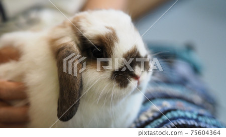 White color rabbit or bunny sitting and playing on cement floor in house and dry Barley straw and water in tray beside them. they look a bit fluffy and adorable. very popular for girl. rabbit concept. 75604364