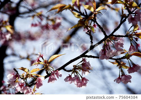 Cherry Blossoms Cherry Blossoms 75604384