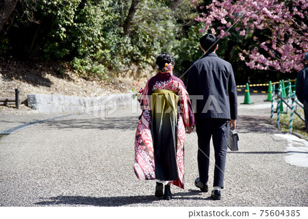 Cherry Blossoms Cherry Blossoms 75604385