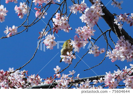 Kawagoe City Nakain Edohigan Sakura and White-eye Kawagoe City Nakain Edohigan Sakura and White-eye 75604644