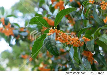 Kinmokusei花和分支 Kinmokusei花和分支 75604654