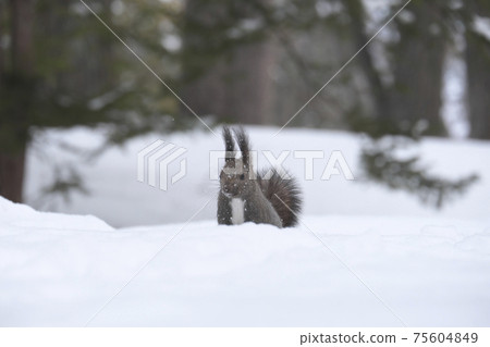 Did you find anything? 75604849