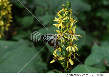 Chestnut tiger sucking the nectar of Ligularia fische 75604860