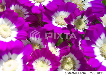 紫色的瓜葉菊花正盛開。學名是Pericallis x hybrida。 紫色的瓜葉菊花正盛開。學名是Pericallis x hybrida。 75604898