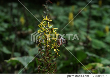 Chestnut tiger sucking the nectar of Ligularia fische Chestnut tiger sucking the nectar of Ligularia fische 75604906
