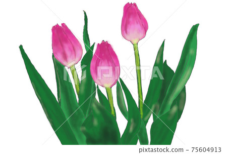 Tulip - Stock Illustration [75604913] - PIXTA