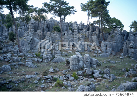 Rock formations and pine trees. 75604974
