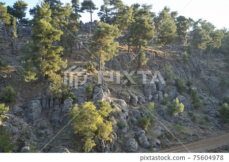 Rocky hill with evergreen trees on a summer day. 75604978