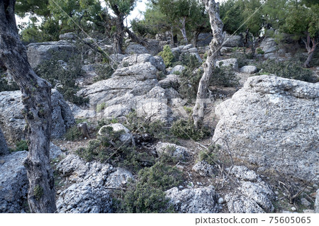 Trees growing among grey rocks. 75605065